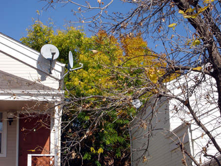 Front yard tree in foreground