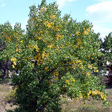 Tree starting to turn color