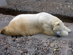 Polar Bear at the Denver Zoo