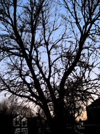 Tree at Dusk